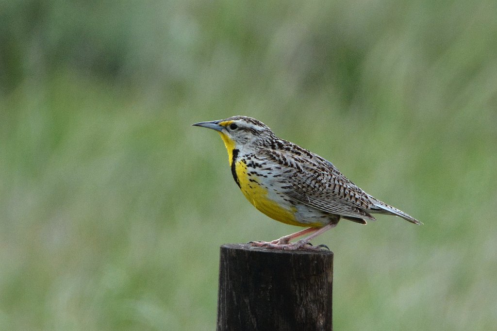 Meadowlark, Western, 2015-05268173 Nebraska.JPG - Western Meadowlark. Nebraska between Crescent Lake NWR and Pawnee Grasslands, CO, 5-26-2015